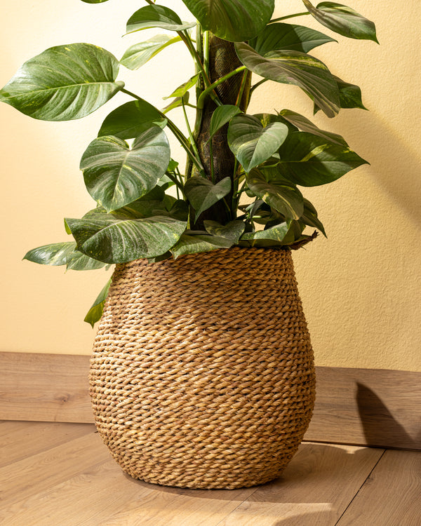 Handmade Halfa Planter Basket – Bulbous Pot Cover