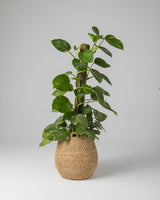 Handmade Halfa Planter Basket with Live Pothos Plant